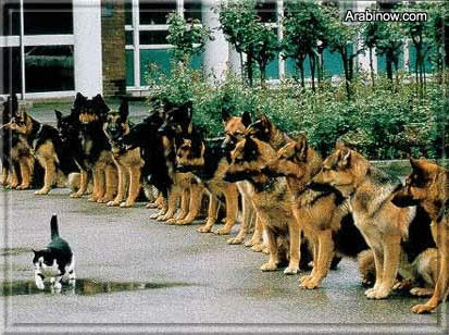 top courage